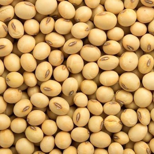 Soyabean Seeds